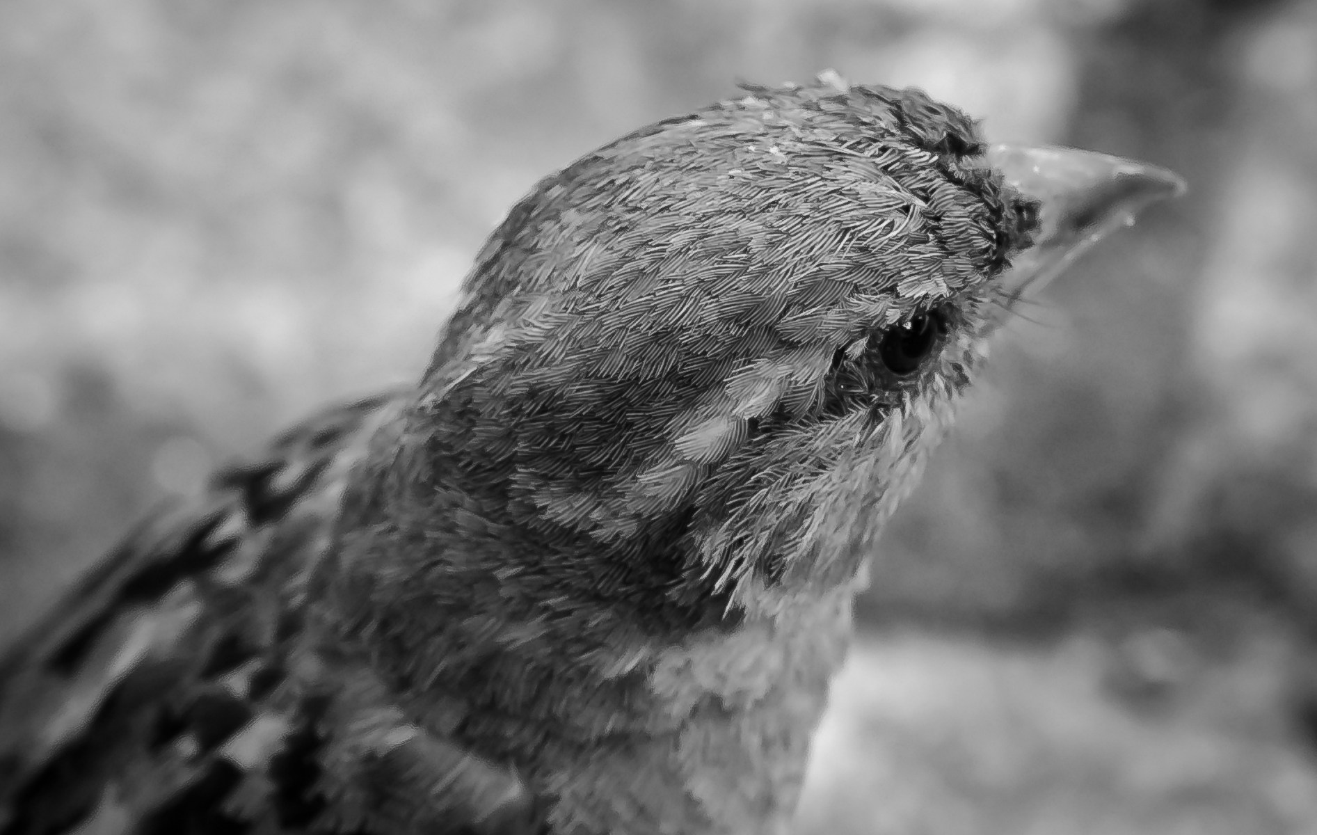 Gråsparv huvud fjäderdräkt